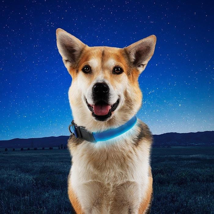  Nite Ize NiteDog Rechargeable LED Collar
