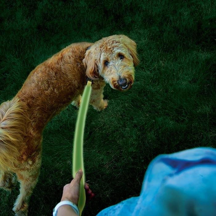  Nite Ize NiteDog Rechargeable LED Leash