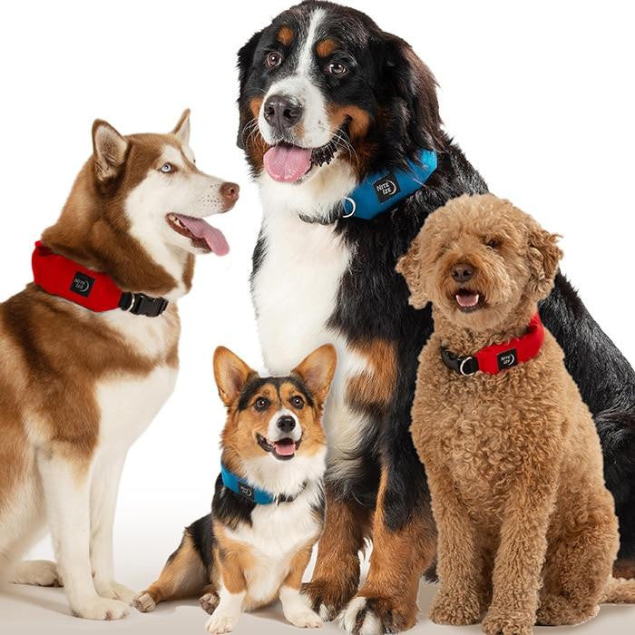  Nite Ize RadDog All-In-One Collar + Leash
