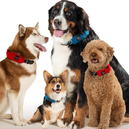  Nite Ize RadDog All-In-One Collar + Leash