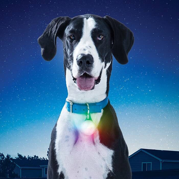  Nite Ize SpotLit XL Rechargeable Collar Light Disc-O Select