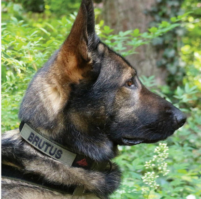  United States Tactical Cobra Buckle K9 Collar