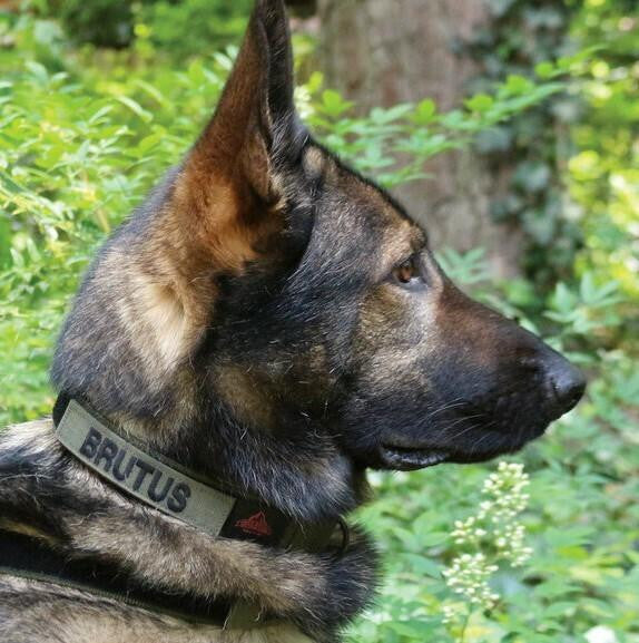  United States Tactical Quick Release Buckle K9 Collar